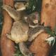 Reise durch Australien - Highlights?