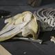 Wal-Museum auf Nantucket Island in den USA?