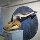 Wal-Museum auf Nantucket Island in den USA?