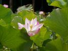 Mauritius Pamplemousses Botanical Garden, Lotus Blüte,