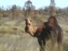 Australien - kurze Impressionen