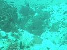 Tauchen vor Koh Tao