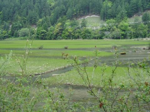 schwimmende Grasinseln im Jiuzhaigou NP - (China, Chengdu, Sichuan)