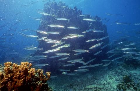 junge Barrakudas Koh Tao - (Asien, Thailand, Strand)
