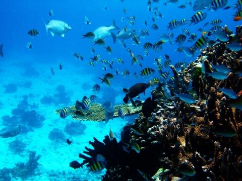 - (Asien, Thailand, Hausboot)