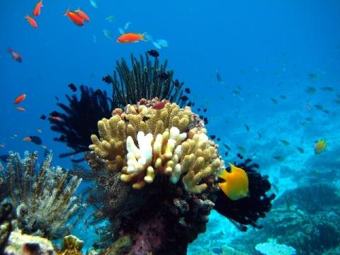 - (Asien, Thailand, Hausboot)