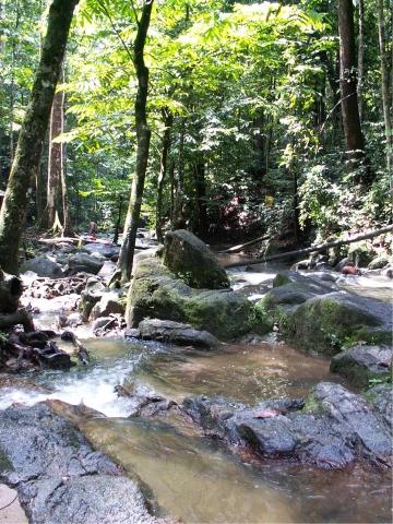 Regenwald Malaysia - (Asien, Malaysia, Nationalpark Taman Negara)