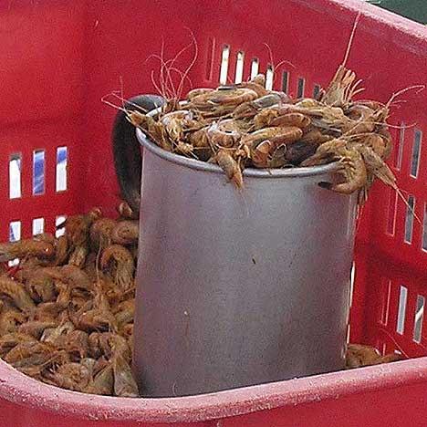 Büsumer Krabben frisch vom Kutter - (Deutschland, Nordsee, Krabben)