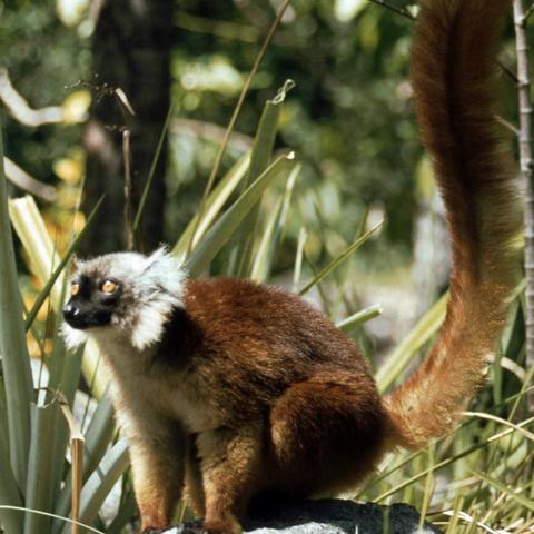 Madagaskar Lemur Nosy Be - (Insel, Afrika, Tiere)