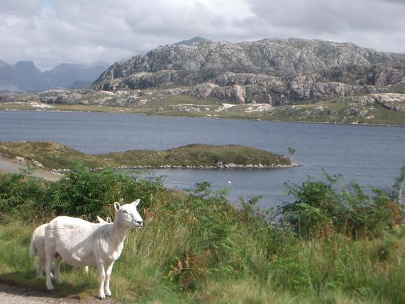 Schottland - (Großbritannien, Schottland, Individualreise)