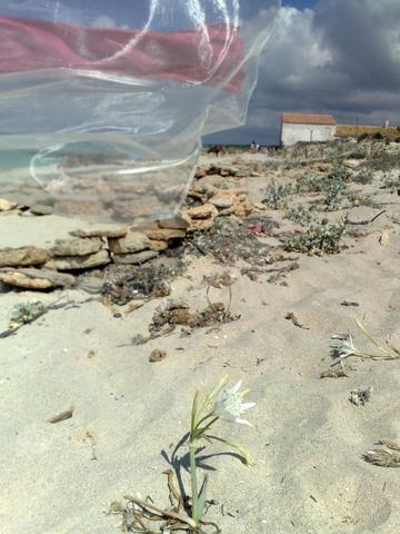 Platja es Trenc/ Naturschutzgebiet - (Europa, Spanien, Insel)