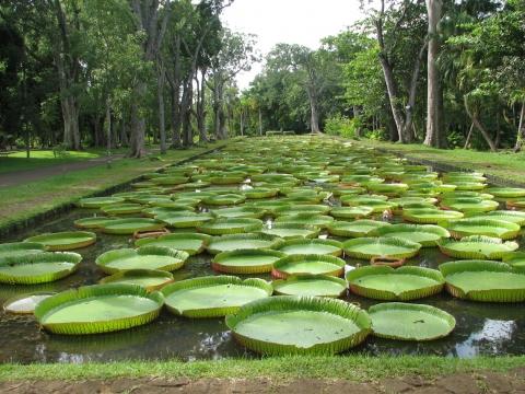 Seerosen - (Sehenswürdigkeiten, Mauritius)