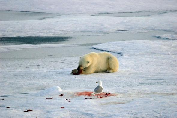 und der hat gerade gespeist.... - (Tiere, Grönland, Eisbären)