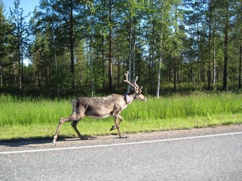 - (Skandinavien, Norwegen, Schweden)