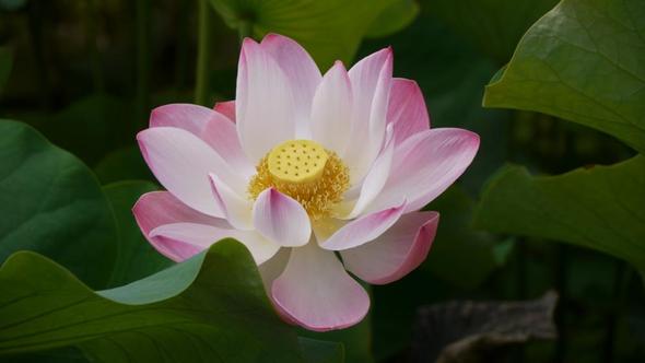 Lotusblüte im BG - (Insel, Tour, Indischer Ozean)