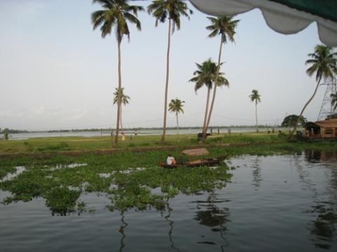 Bilduntertitel eingeben... - (Indien, Kerala, Hausboote)