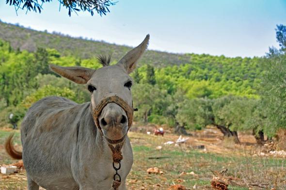 Ein neuer Freund von mir in Zakynthos - (Insel, Strand, Griechenland)