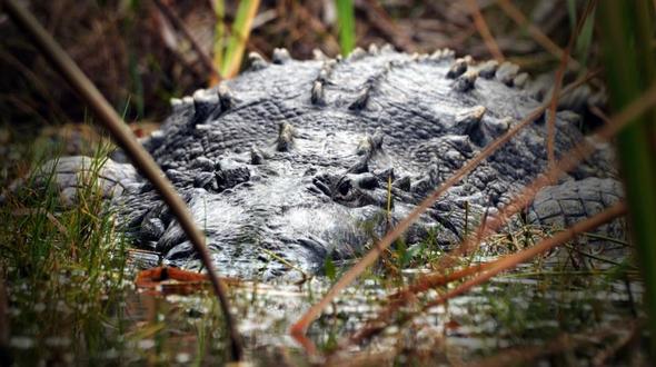 Krokodil - (USA, Amerika, Florida)
