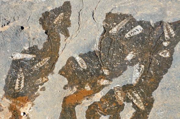Fossilenfunde im Oman - (Dubai, Tagesausflug, Emirates)