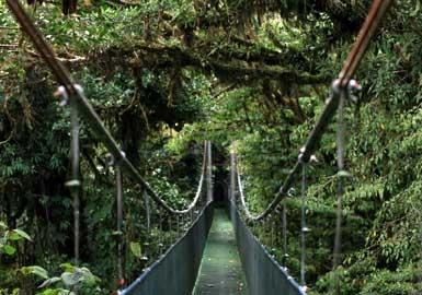 canopy tour - (Regenwald, Haengebruecke, Baumkrone)