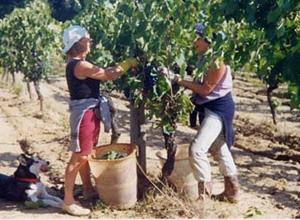Weinlese in der Toskana - (Italien, Toskana, Wein)