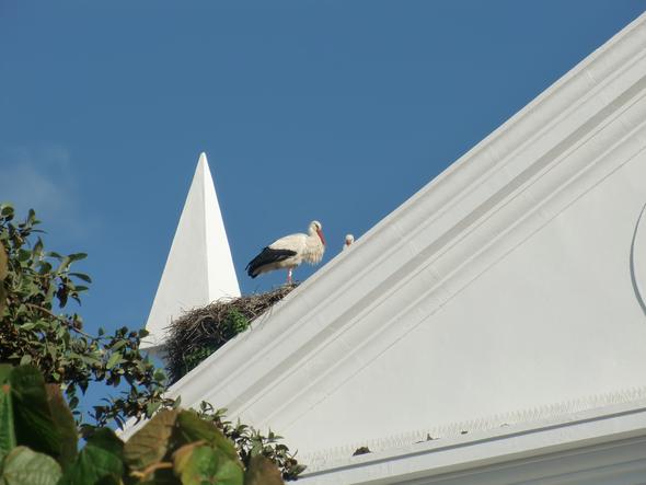 Störche im Alentejo - (Sehenswürdigkeiten, Portugal, Alentejo)