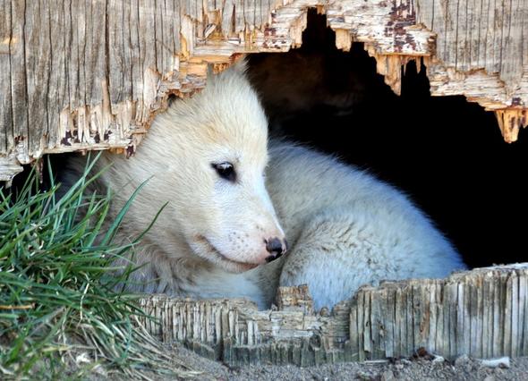 - (Grönland, Hunde in Grönland, Tierschutz in Grönland)