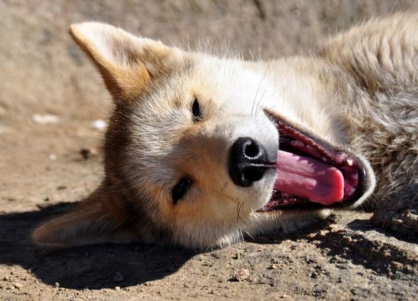 - (Grönland, Hunde in Grönland, Tierschutz in Grönland)