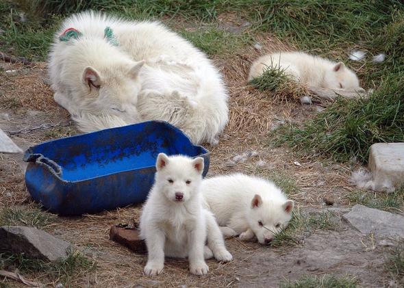 - (Grönland, Hunde in Grönland, Tierschutz in Grönland)