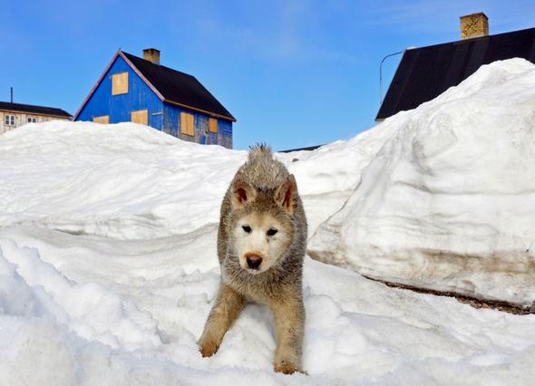 - (Grönland, Hunde in Grönland, Tierschutz in Grönland)