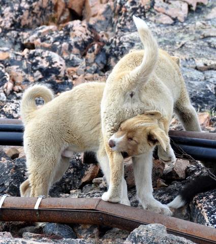 - (Grönland, Hunde in Grönland, Tierschutz in Grönland)