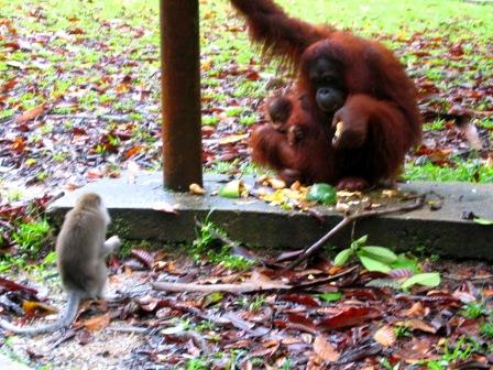 In der Orang Utan Aufzuchtstation - (Asien, Indonesien, Südostasien)