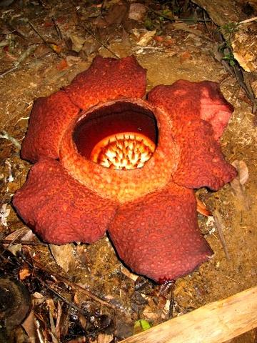 Die größte 'Blume' der Welt - (Asien, Indonesien, Südostasien)