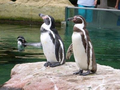 Pinguine im Dresdner Zoo - (Deutschland, Dresden, Zoo)