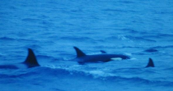 Walsafari 3 - (Norwegen, Region, Wale)