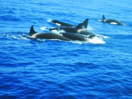 Walsafari_Boot - (Norwegen, Region, Wale)