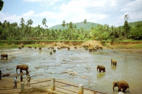 Elefantenwaisenhaus - (Asien, Sehenswürdigkeiten, Sri Lanka)