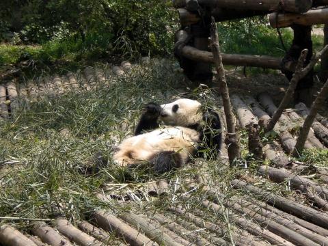 in der Sonne liegen & fressen -ein jugendlicher Pandajunge - (Asien, China, Pandabären)