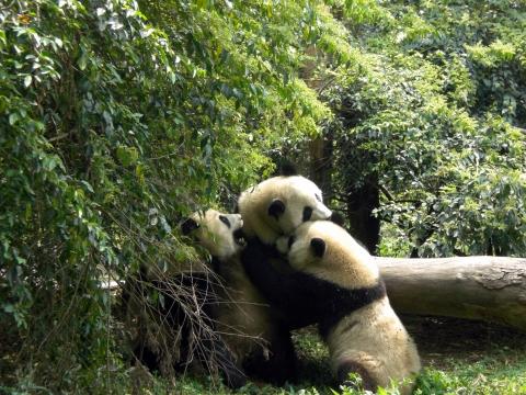 und das sind seine Spielkameraden - (Asien, China, Pandabären)