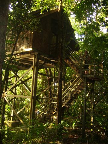 Baumhotel - (Asien, Natur, Malaysia)