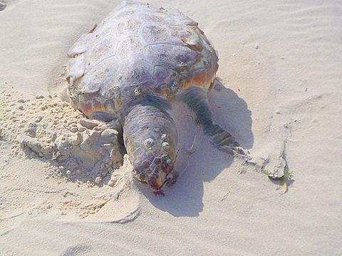 tote Schildkroete auf der Insel - (Insel, Empfehlung, Portugal)