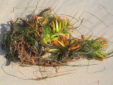 Strandgut Culatra - (Insel, Empfehlung, Portugal)