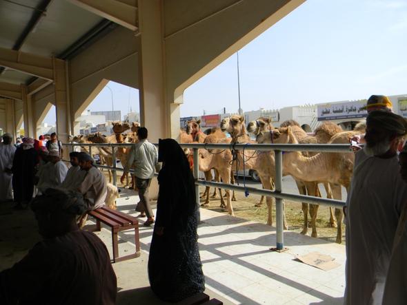 Kamelmarkt in Sinaw - (Oman, teuer)