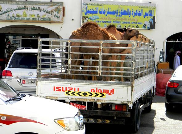 Heimfahrt vom Markt - (Oman, teuer)