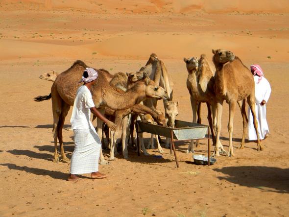 Beduinen in der Rub al Khali - (Oman, teuer)
