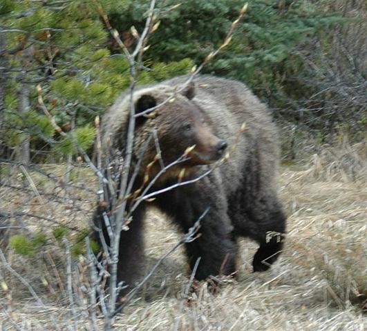 Unser Bruno, ein Grizzlybär - (Kanada, Straßenverhältnisse im Oktober)