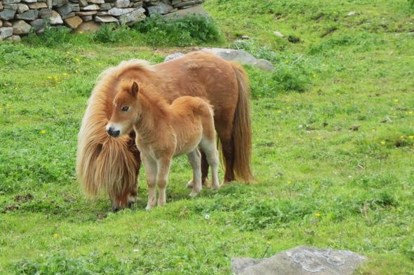 Nachwuchs auf Shetland - (Insel, Wanderurlaub, Shetland)