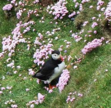 Puffin Shetlands - (Insel, Wanderurlaub, Shetland)