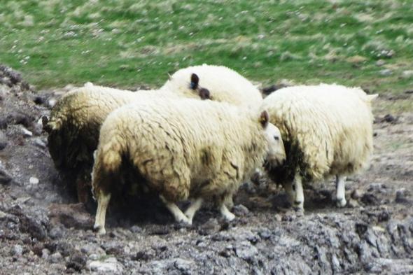 Shetland Wool - (Insel, Wanderurlaub, Shetland)