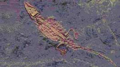 Krokodilfossil Südengland - (Europa, Wildtiere, Krokodil)